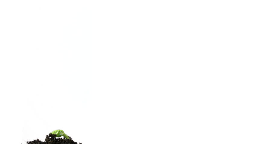 plant growing