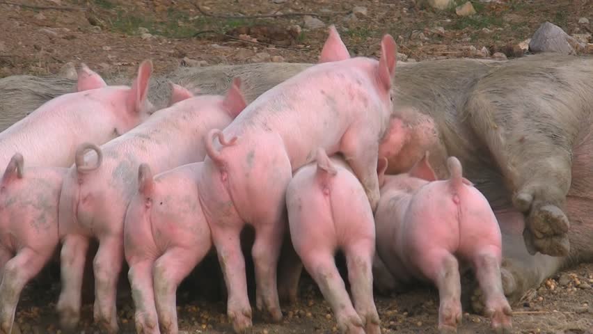 Lactation of farrows