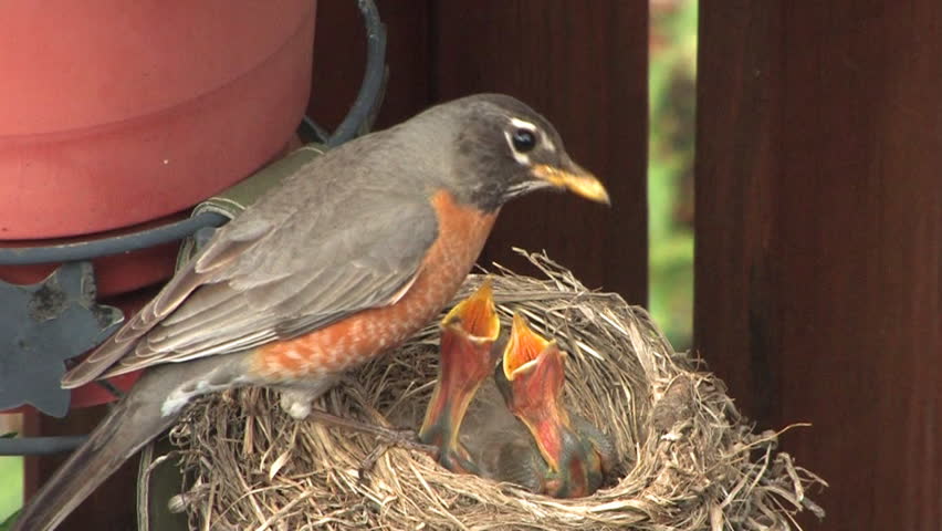 A robin feeds and cares for her babies.