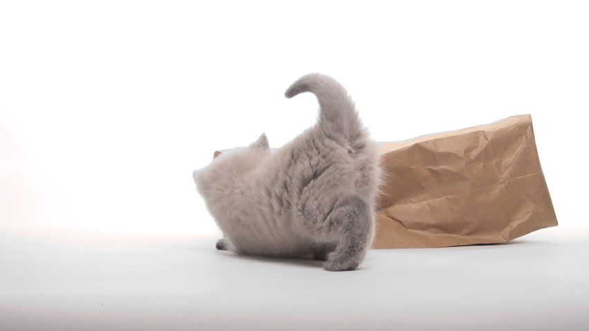 Cute kitten playing in paper bag