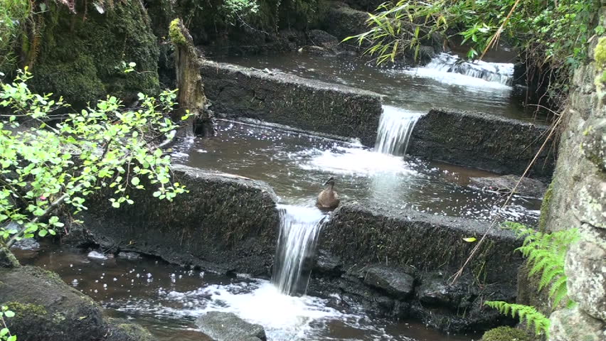 1920x1080 Duck jumps into waterfall.