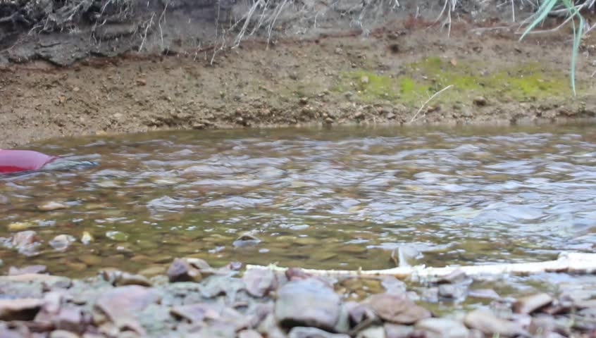 male of humpback salmon in the bottom watercourse