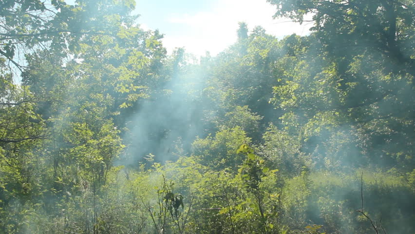 Fire in the forest  