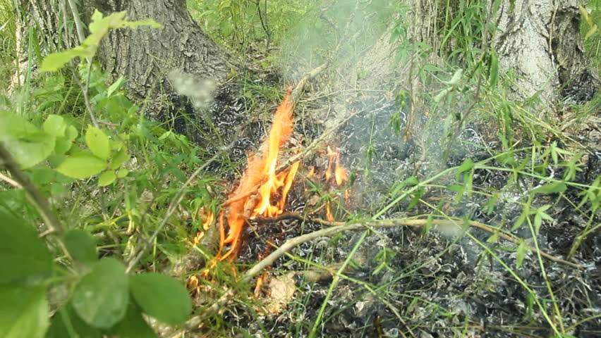 Fire in the forest  