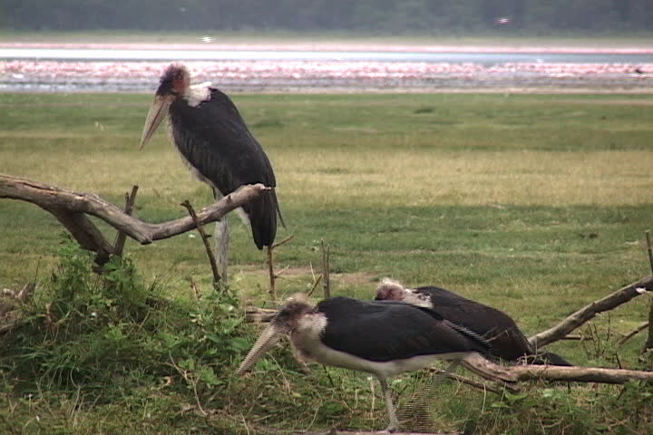 Marabous storks, one perched on driftwood and another striding past. Lake Nakuru is in background in Nairobi, Kenya, Africa.