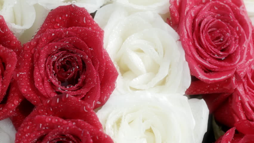 Card takes place on a bouquet of roses