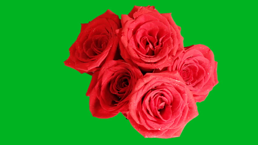 Bouquet of red roses on a green background