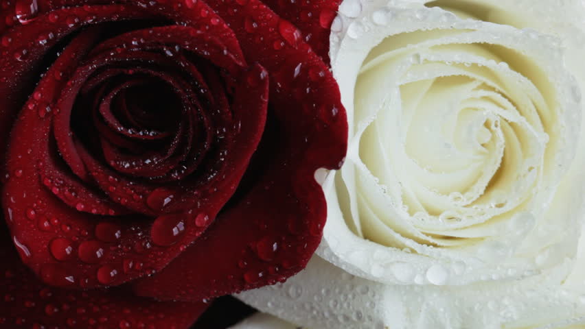 Water drop falling on rose