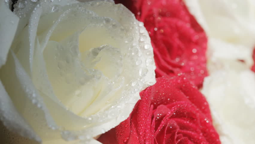 Water drop falling on rose
