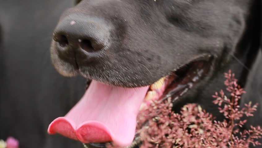black Labrador face with the tongue out