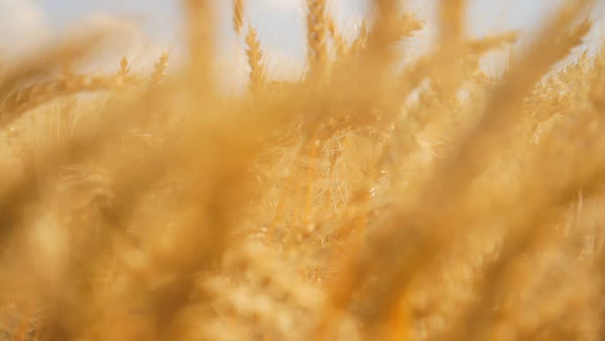 Field Ripe Wheat Wind Waves Crane Shot HD