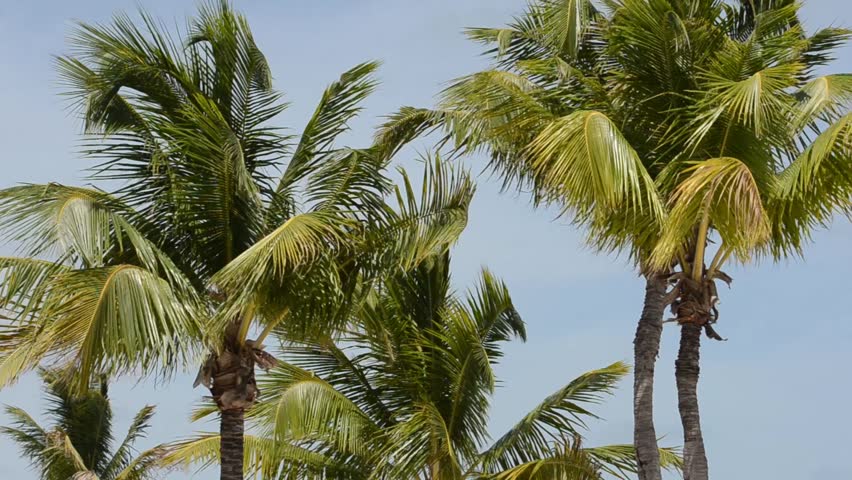 Closeup Of Palm Trees Blowing In The Wind