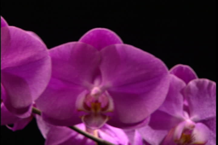 Branch of magenta orchids against black background moves through frame.