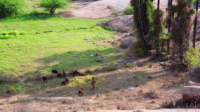 Local woman in traditional dress herding goats