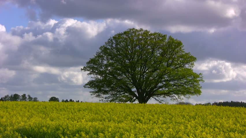 Big, old oak tree on a blooming rape field against violent spring clouds on a stormy afternoon.