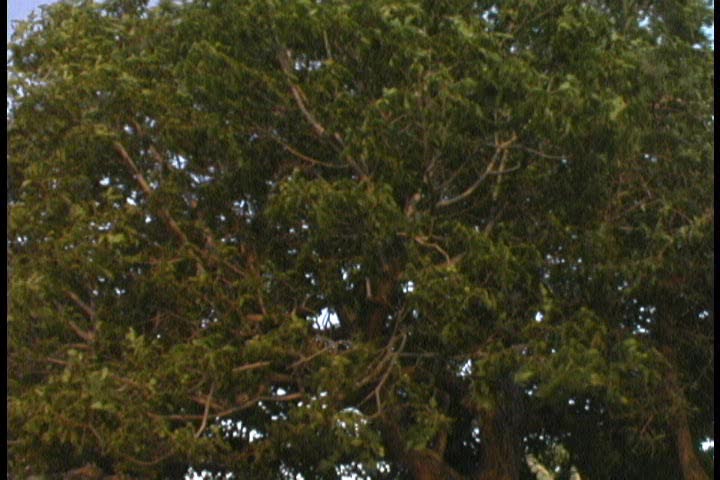 A tree swaying in the wind