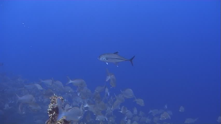 A Tuna patroling around a large school of Bluescale Emporer fish. Captured on a 3CCD DVCAM Camera 16:9 anamorphic