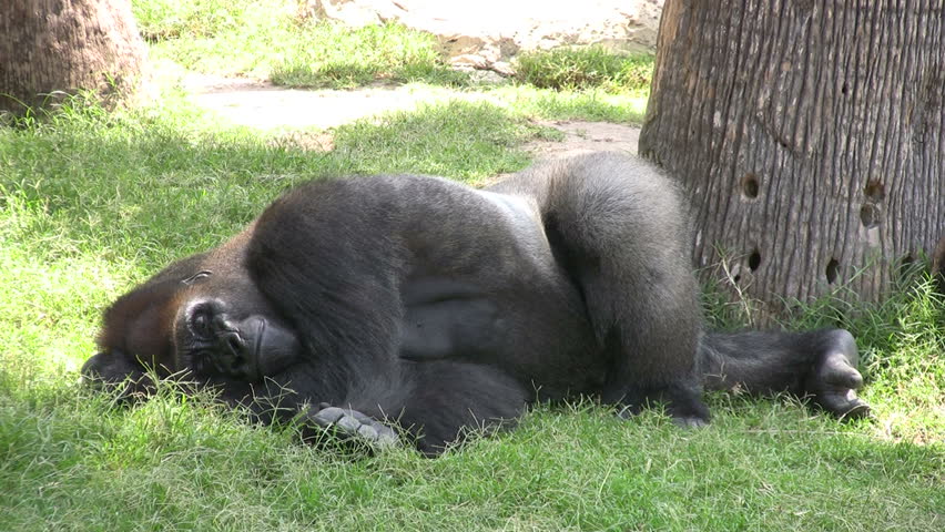 Video of a Gorilla laying down in the grass sleeping. Hot summer day turns lazy. A distinct family atmosphere. Wildlife monkey Ape Primate.  Don Despain of Rekindle Photo