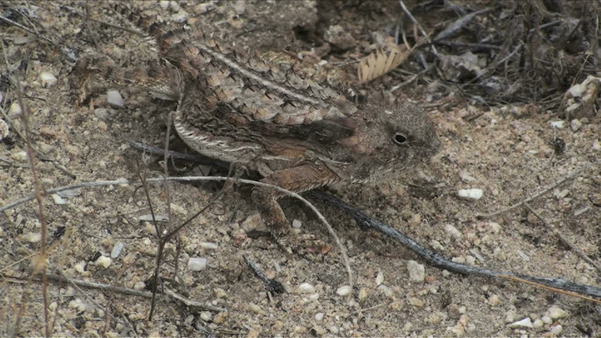 1920x1080 Horned lizard lashes tongue, barrels across dry desert.