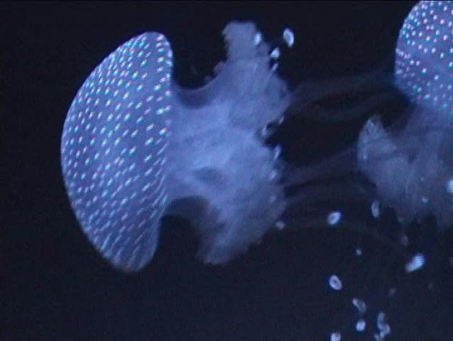 Medusa, jellyfish swimming