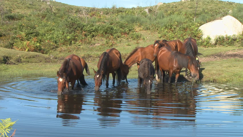 Wild horses drinking in pond