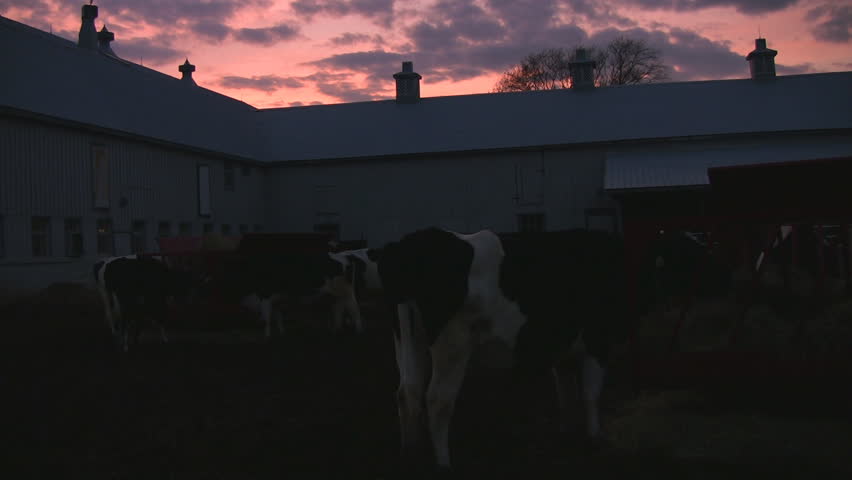 A bunch of cows at dusk with a large barn behind, and a sunset in the background.