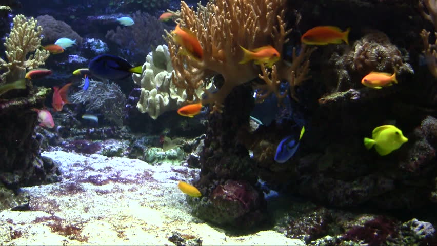 Marine life