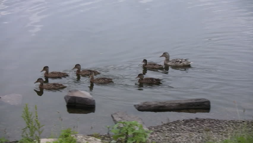 Mallard ducklings playing in a pond