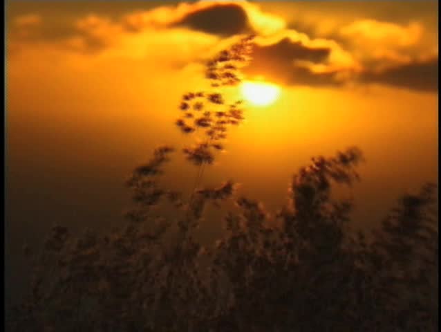 Golden grain fields