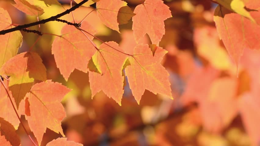 Header of Acer Rubrum