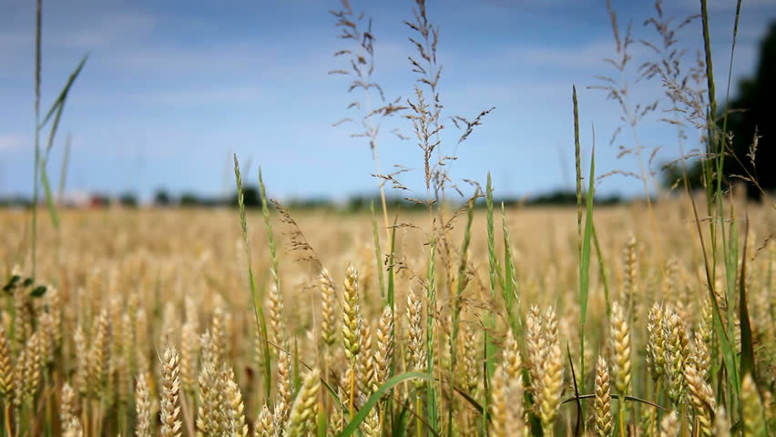 Wheat field and blue sky