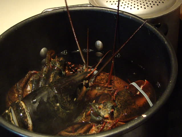 Cooking lobsters - putting lobsters in pot of boiling water, Southwest Harbor, Maine 