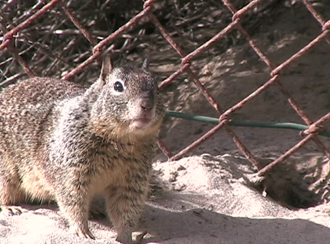 Sandy the Squirrel hangs out at the beach and enjoys the sunshine.