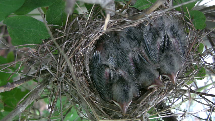 Three baby birds getting fed by their mother.  HD 1080i