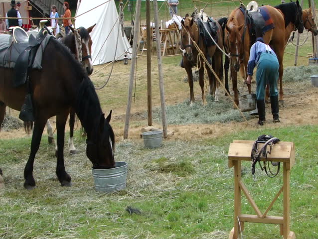 PORT GAMBLE, WA - JUN 20: Civil War reenactors participate in a scene in which a Union cavalry man brings water to horses on  June 20, 2009 in Port Gamble, WA. 