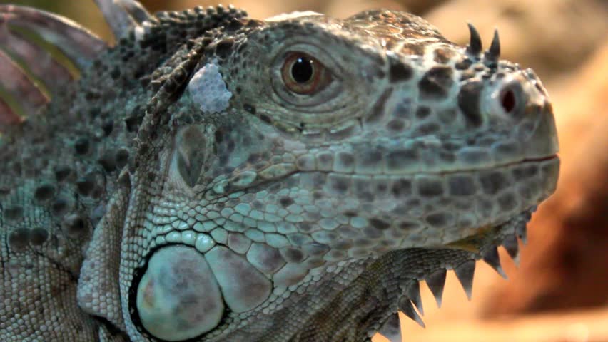 Looking Iguana - close up