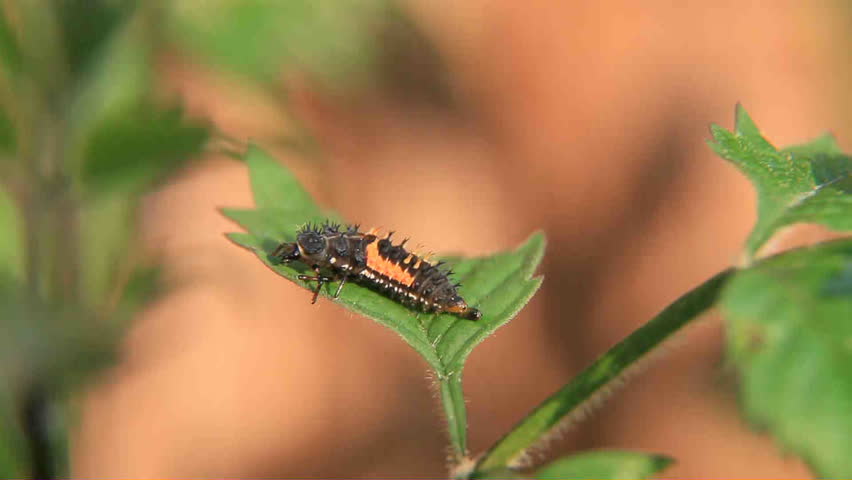 ladybug grub