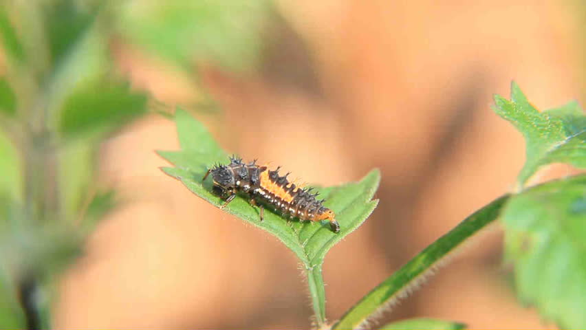 ladybug grub
