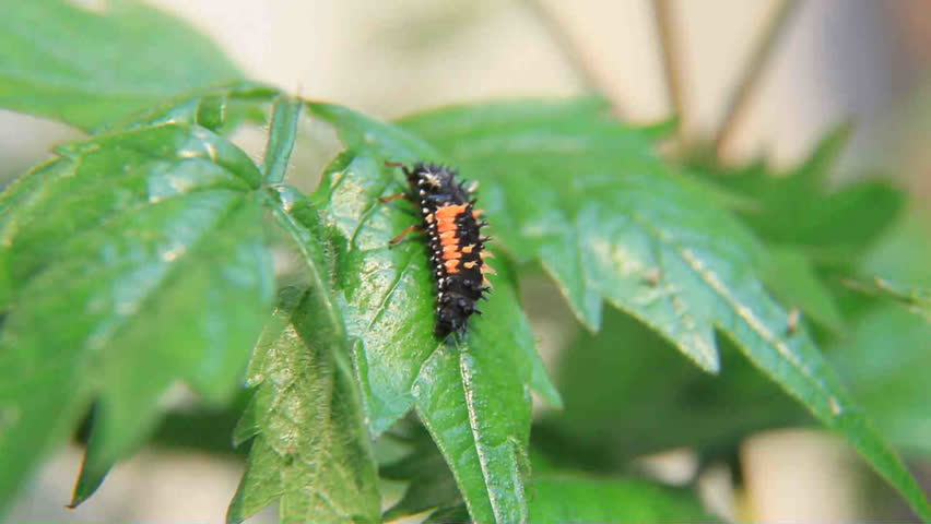 ladybug grub