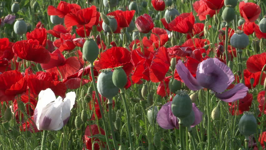 Violet, white and red poppy bloom on the field shaking in the wind.