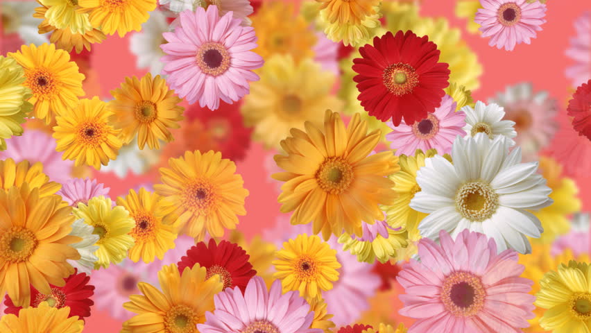 Gerbera flower backgrounds