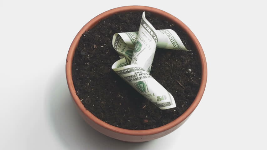 1920x1080 Money flowers from soil in clay pot.