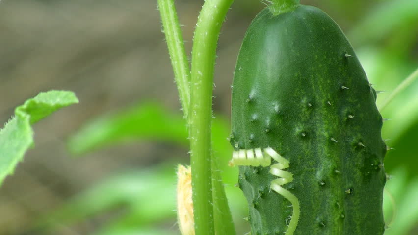 Cucumber, selective focus, panning down, HD