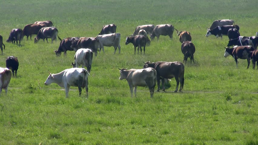Herd cows on pasture. 