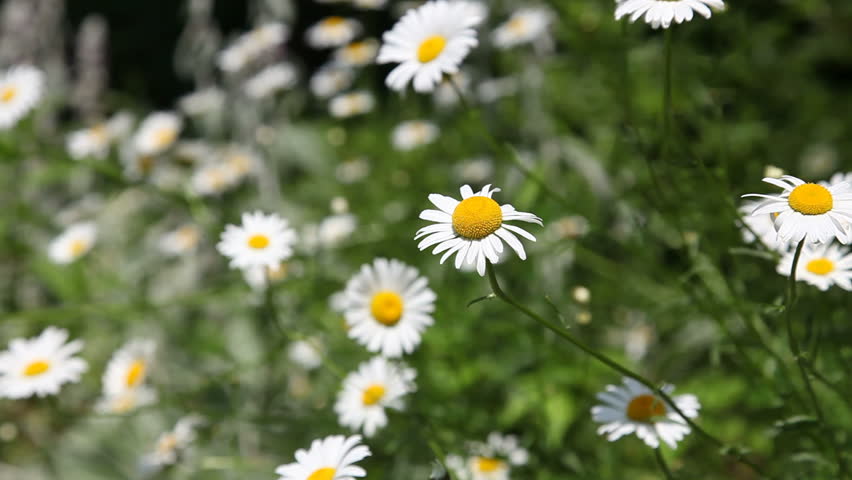 Daisies blowing in the breeze