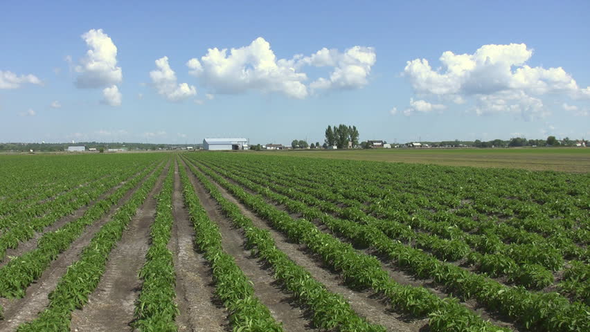 Farmer's field in Ontario, Canada. Real time shot.