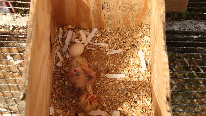 3 Baby Cockatiels in a Nest Box With Father Tending to Them