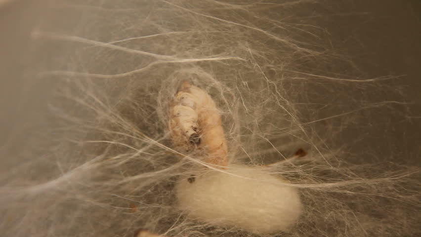 Timelapsed Silk Worm Enclosing Itself in a Cocoon