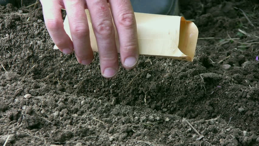 Sowing carrots