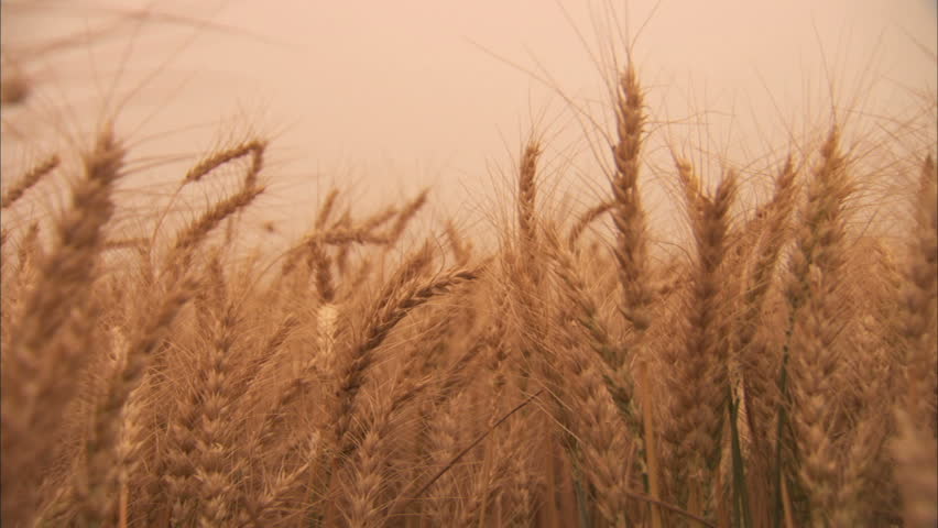 Wheat stalks blowing in wind at harvest. Ethereal look